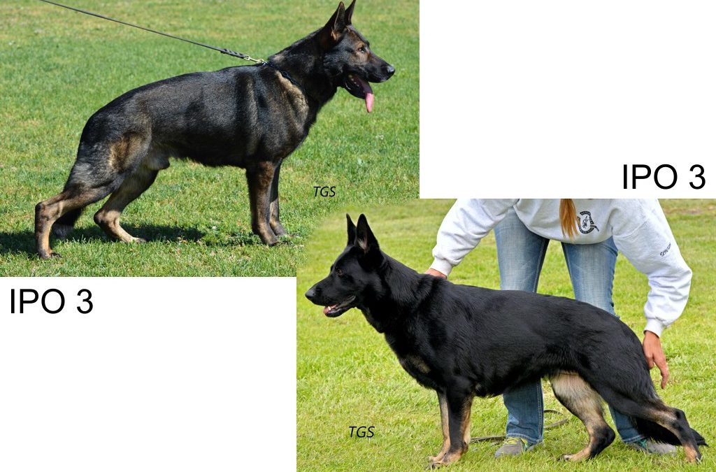 Ace vom Haus Tyson & Tara z Cagova ráje