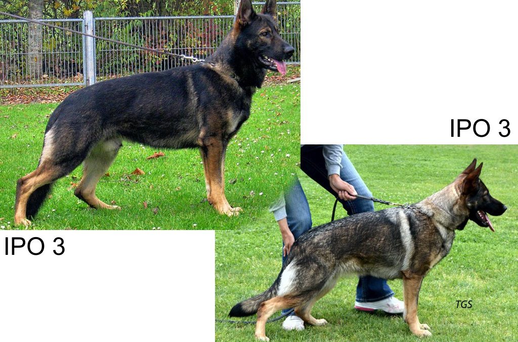 Havanero vom Leipheimer Moor & Jola Orrylordblack