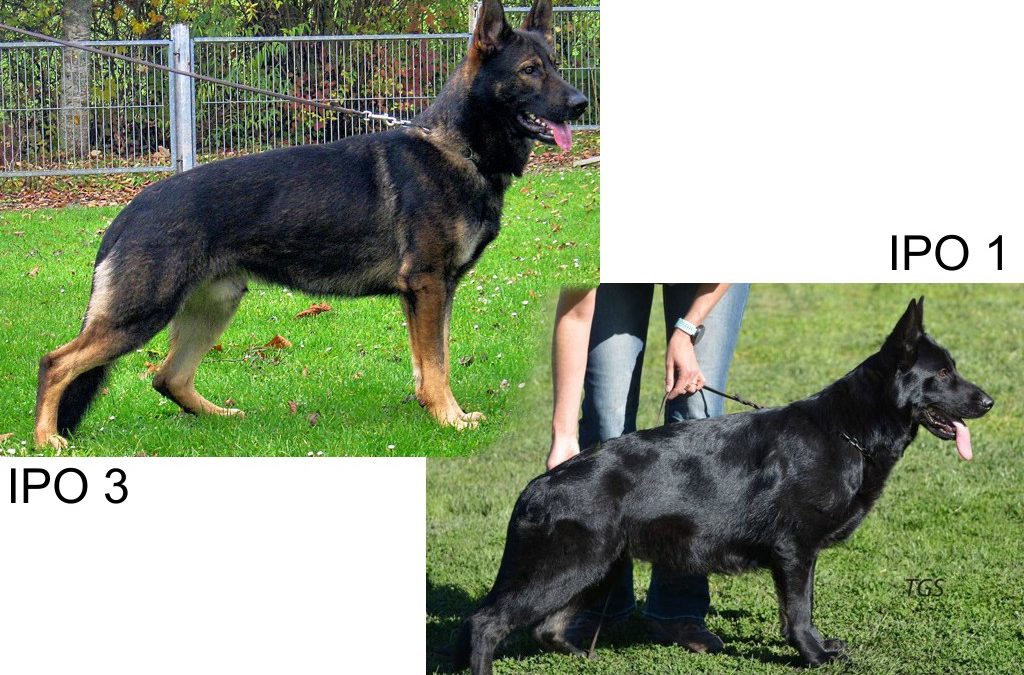 Havanero vom Leipheimer Moor & Quinlola vom Haus Tyson