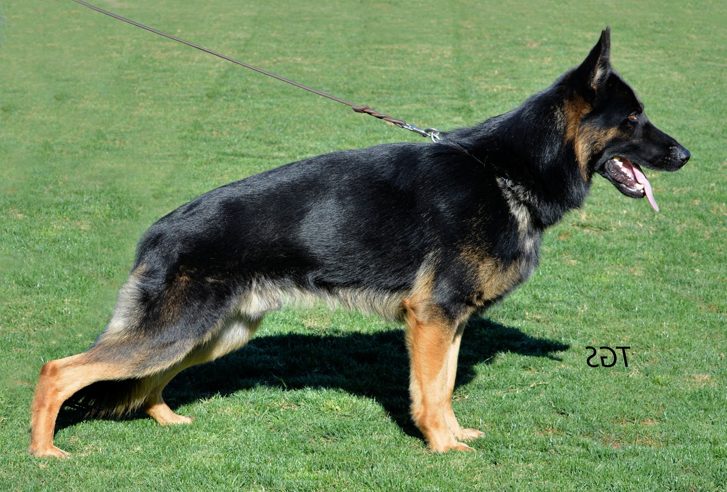 Sabre vom Haus Tyson