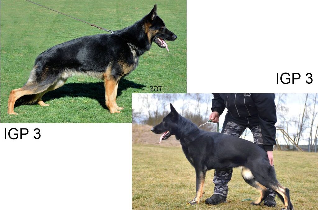 Sabre vom Haus Tyson & Nyx vom Haus Tyson